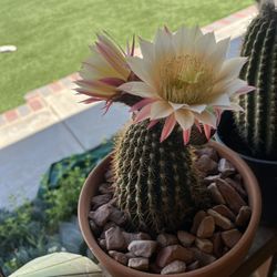 Blooming Cactus 