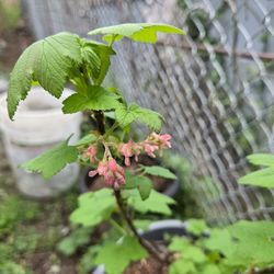 Garden Plant Current Blooming dark  Pink