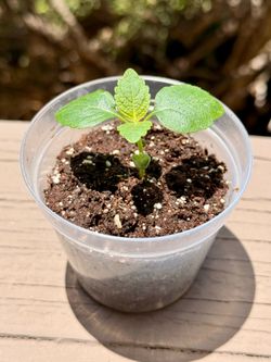 Free Korean Perilla