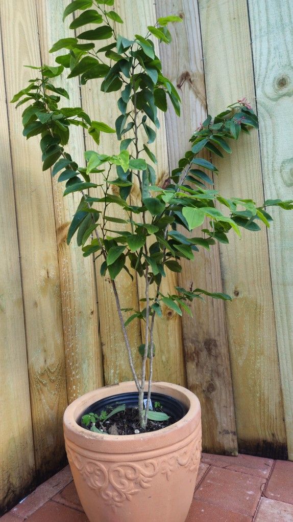 LIVE PLANT 3ft Bauhinia jenningsii Cows Tongue Fused leaf Orchid Tree