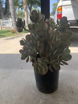Planta