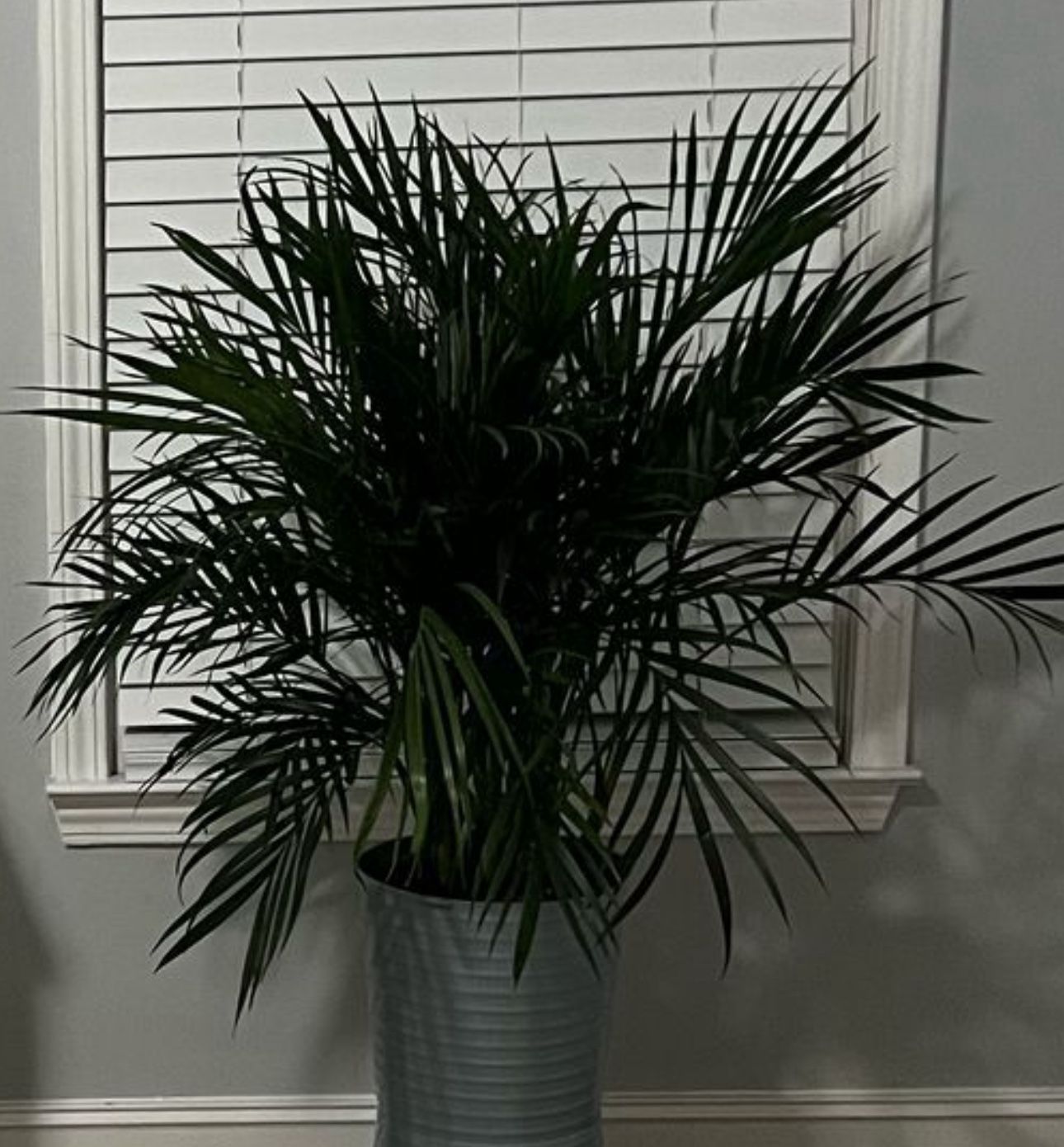 Areca Palm (live Plant)