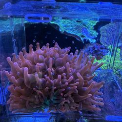 RBTA Saltwater Reef Fish tank Decor 
