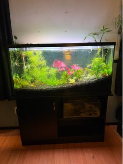 60 Gallon Planted Aquarium Setup – CO₂ System, Fluval 307 & Fish Included