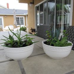 Pair Of Polka Dot Garden Pots With Succulents 