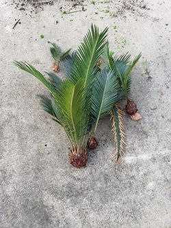 Sago palm trees different sizes