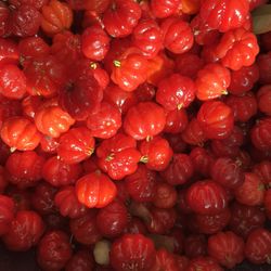 Brazilian cherry tree