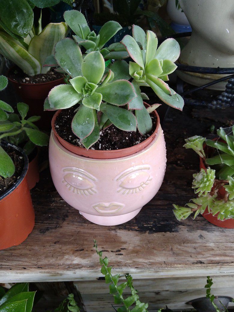 Succulent And Face Pot 