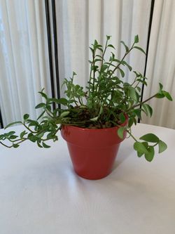 Peperomia Amigo House Plant