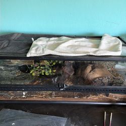 Ball Python Plus Enclosure