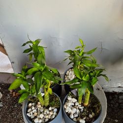 Lucky Bamboo Plants 4.5" Ceramic Pot $5 Each