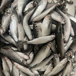 Finger Mullet For Bait 5 Lb $20