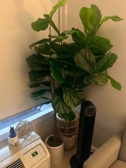 Faux Fig Tree