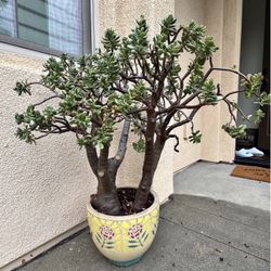 Large Jade Plant in Decorative Ceramic Planter – Mature Indoor/Outdoor Statement Piece