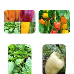 Sweet Homegrown Pepper Plants $3 Each Or 2 Plants In Pot For $5