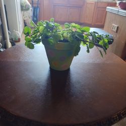 Creeping Charlie Plant 