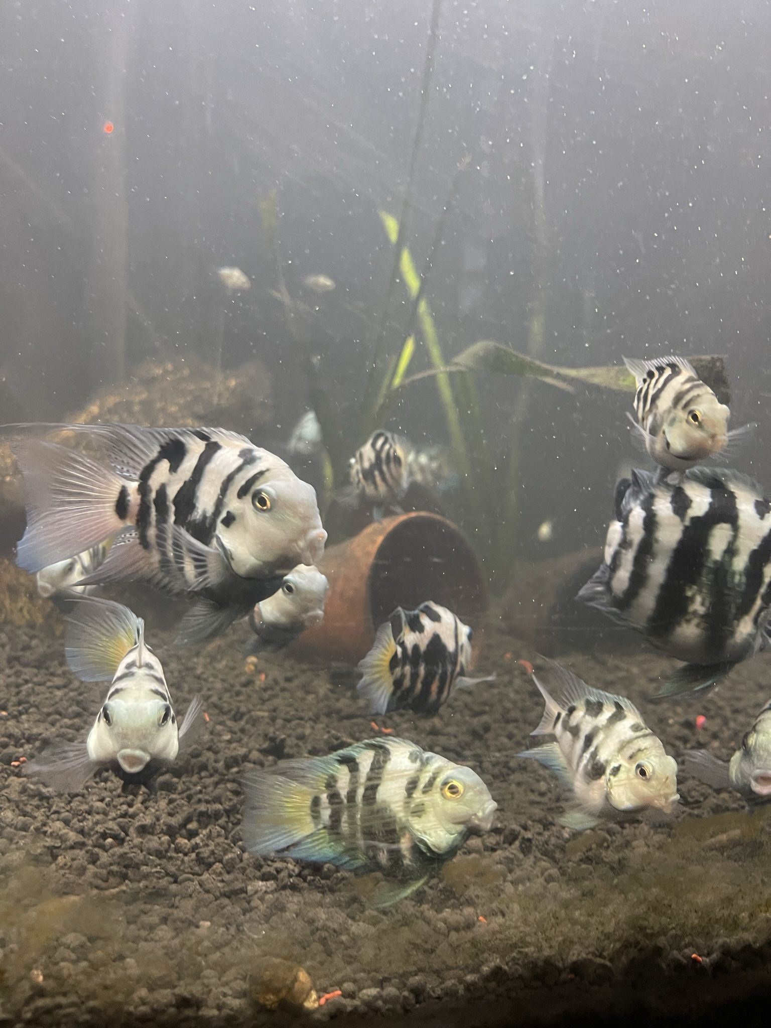 Polar Blue Panda Parrot Fish for Sale in Arcadia, CA OfferUp