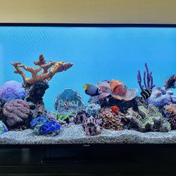 Samsung 55’ TV 