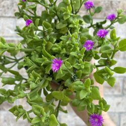 Rare Purple Color Ice Plants / 4” Pot / Aptenia 