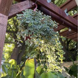 Specialty***Huge 6” pot creeping Charlie variegated, 95820