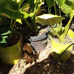 Elephant Ear Plant Indoor Outdoor Organic