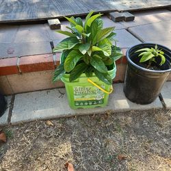 Avacado Tree 