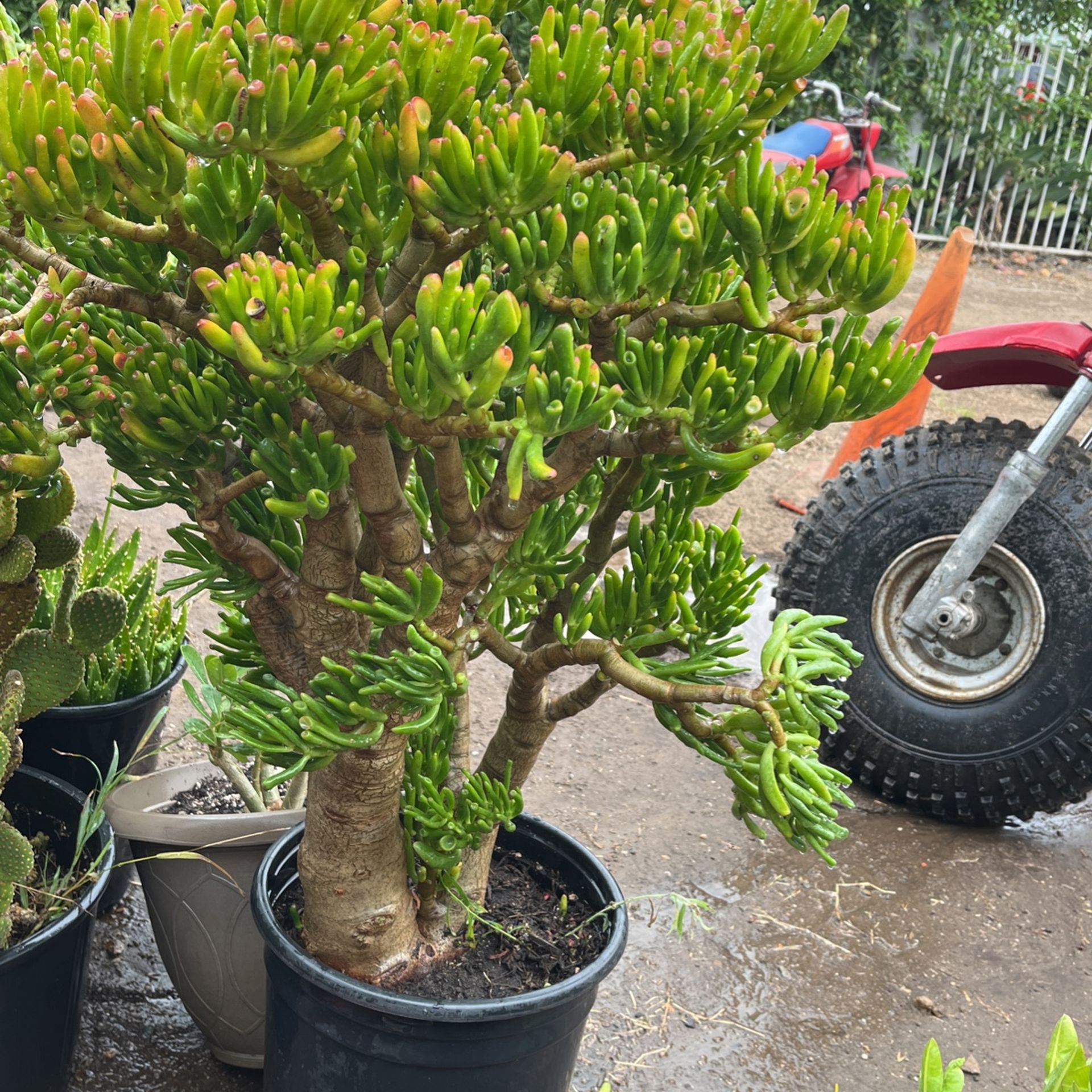 Jade Plant / Crassula Ovata/ears Of Shrek 