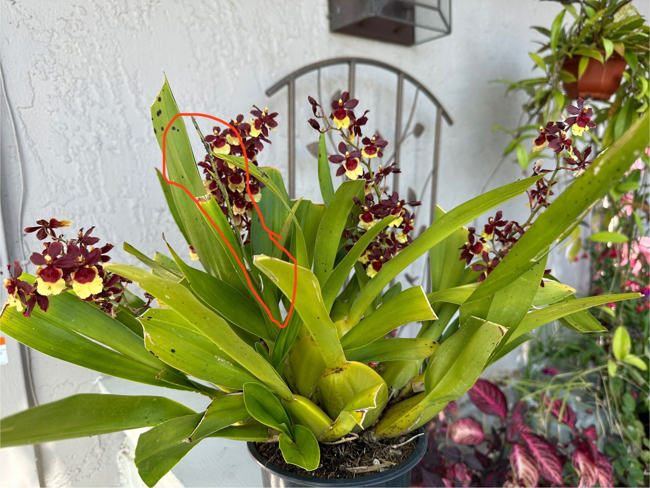 Blooming Dancing Lady Orchid for sale in a 5-inch pot.