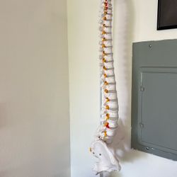 Life Size Spine Model