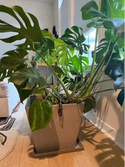 Large Monstera Plant
