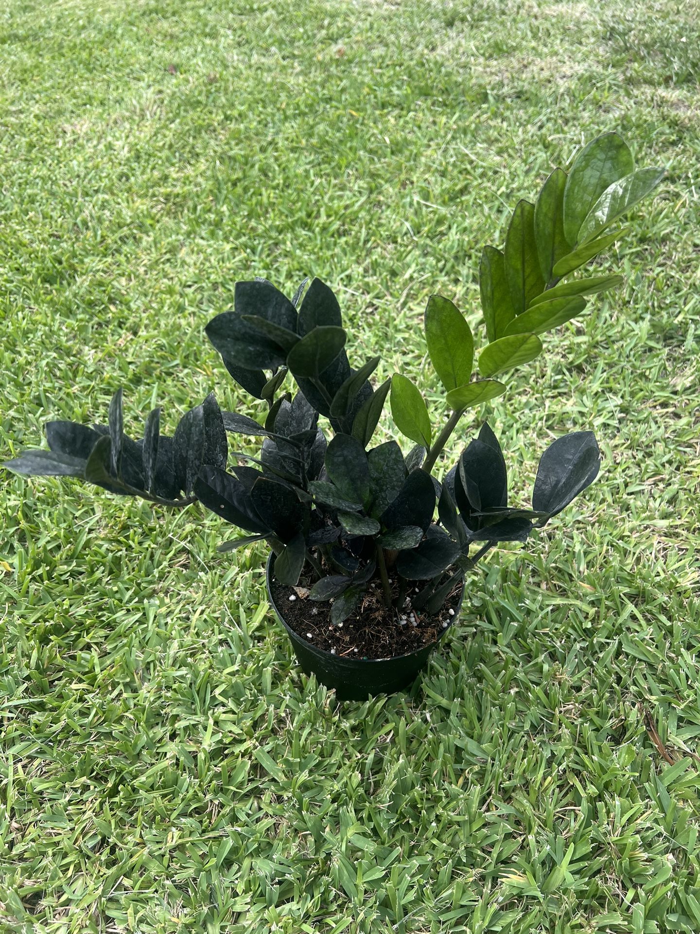 RAVEN ZZ PLANT ( 6” Pot) Easy To Grow Air Purifying