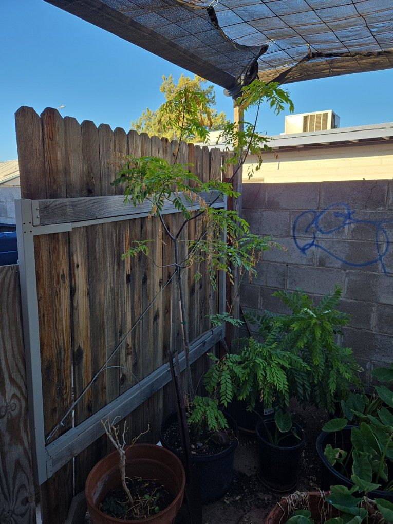 Curry LEAF pot Plant 🪴