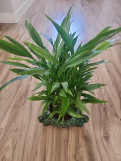 Lucky Bamboo