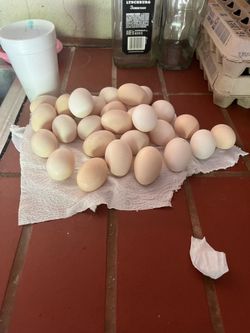 Organic fresh farm eggs Huevos Organicos frescos