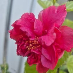 Double Petal Hibiscus 🌺 5 Gallons