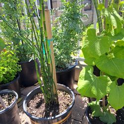 Plantas
