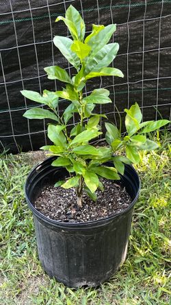 Lemon tree