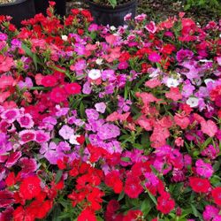 ANNUALS PLANTS 