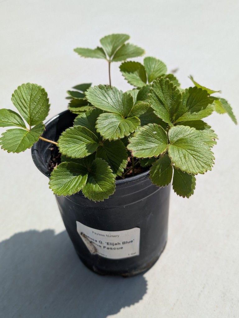 Homegrown Organic Strawberry Seedling