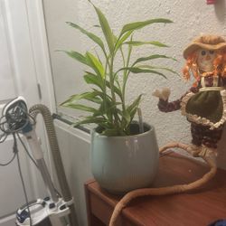 Plant 