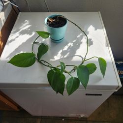 Pothos, Vicks, Aloe Vera Plants
