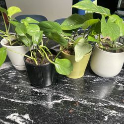 Pothos Plants For Sale In Planters