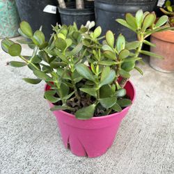 Jade Plant