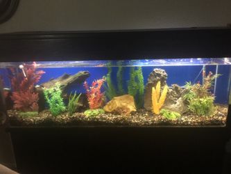 Aquarium/Fish Tank