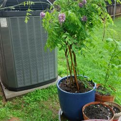 3 ft Tall Whisteria Plant- Large. Very Healthy