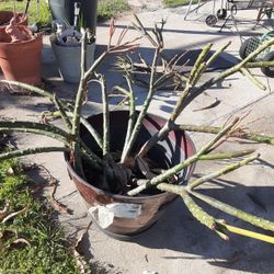 Large Pot With Hawaiian Plant