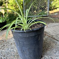 Healthy Newly Potted Spider Plant