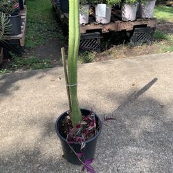 Sam Pedro Cactus Plant Medium 