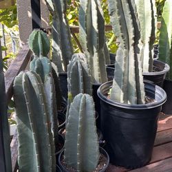 Apple Cactus 🌵 