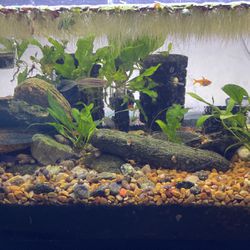 Fish Tank With Free Fish